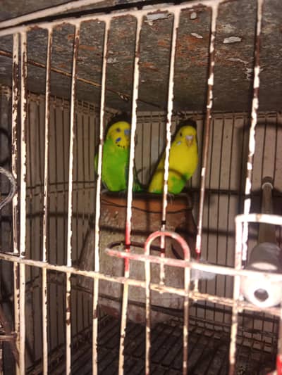 Australian Parrot