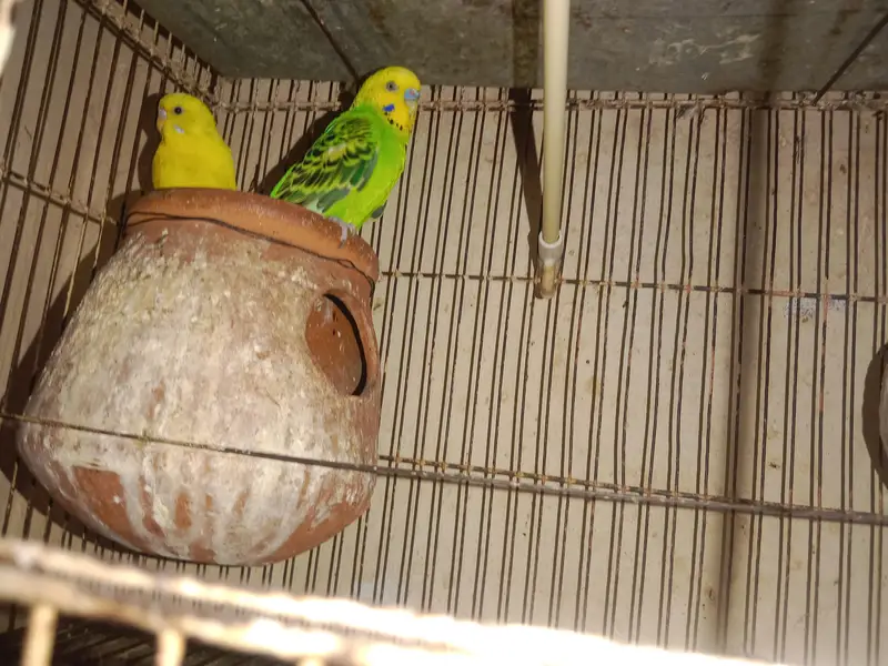 Australian Parrot — photo 2