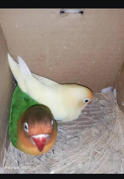 love birds