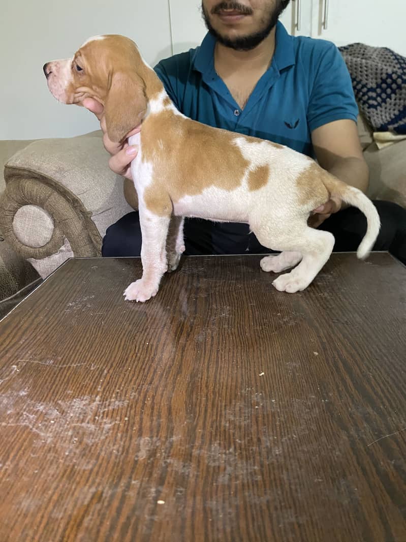 Italian pointer 0