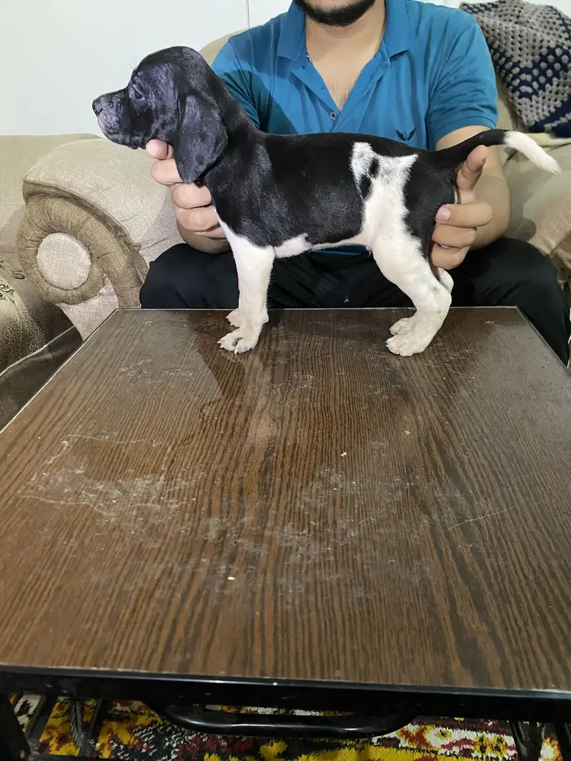 Italian pointer — photo 2