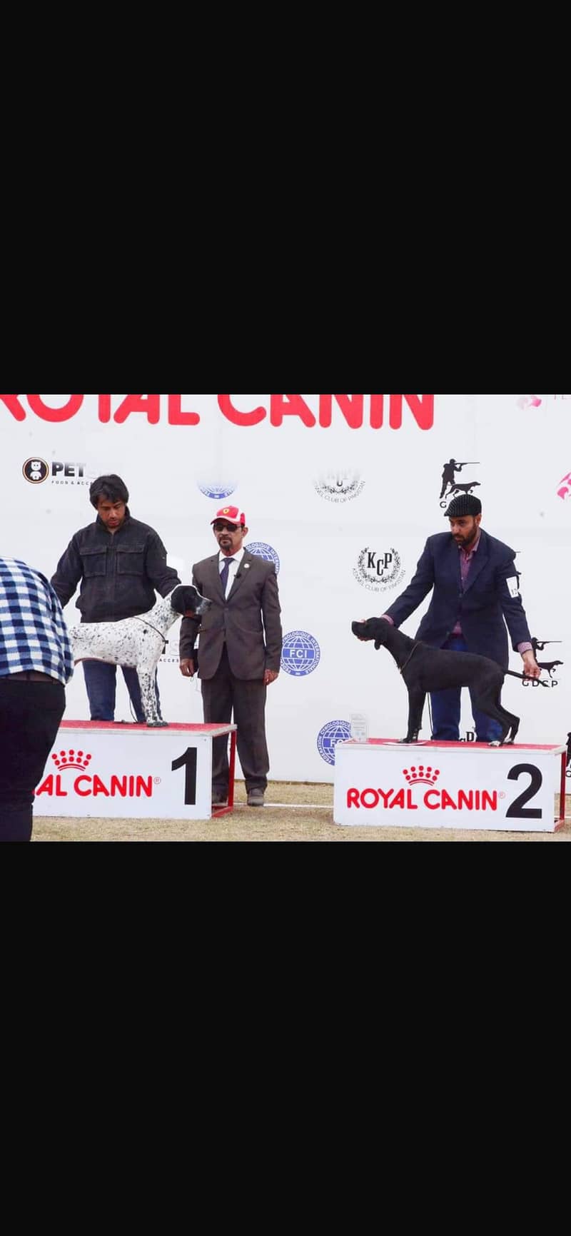 Italian pointer 2