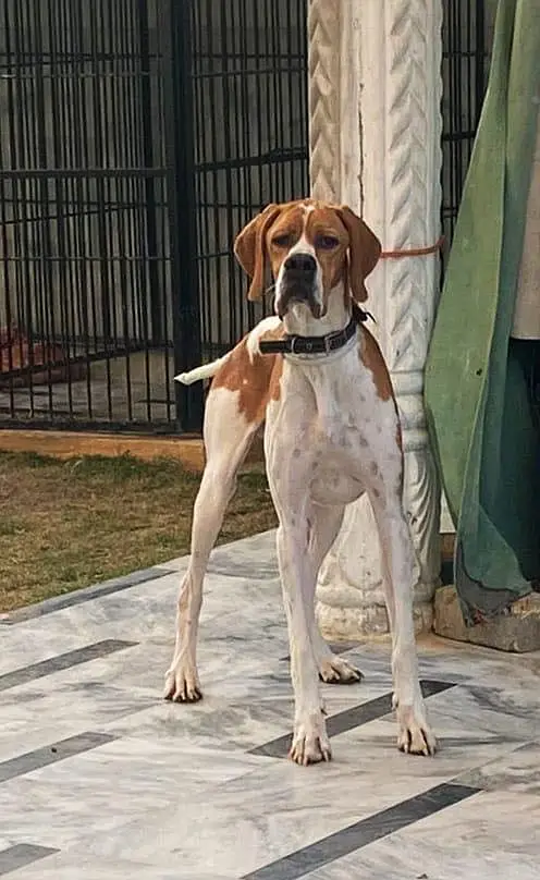 Italian pointer — photo 4
