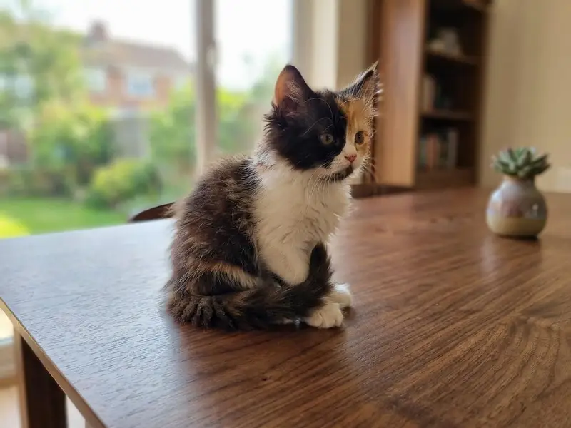 Punch face persian female kitten — photo 2