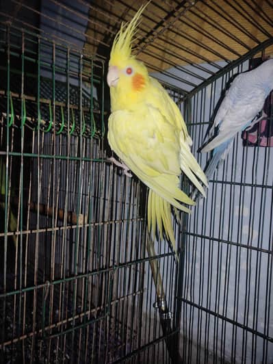 Budgie White Male, Cockatiel Lutino Female Red Eye, Green parrot