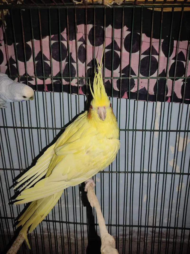 Budgie White Male, Cockatiel Lutino Female Red Eye, Green parrot — photo 2