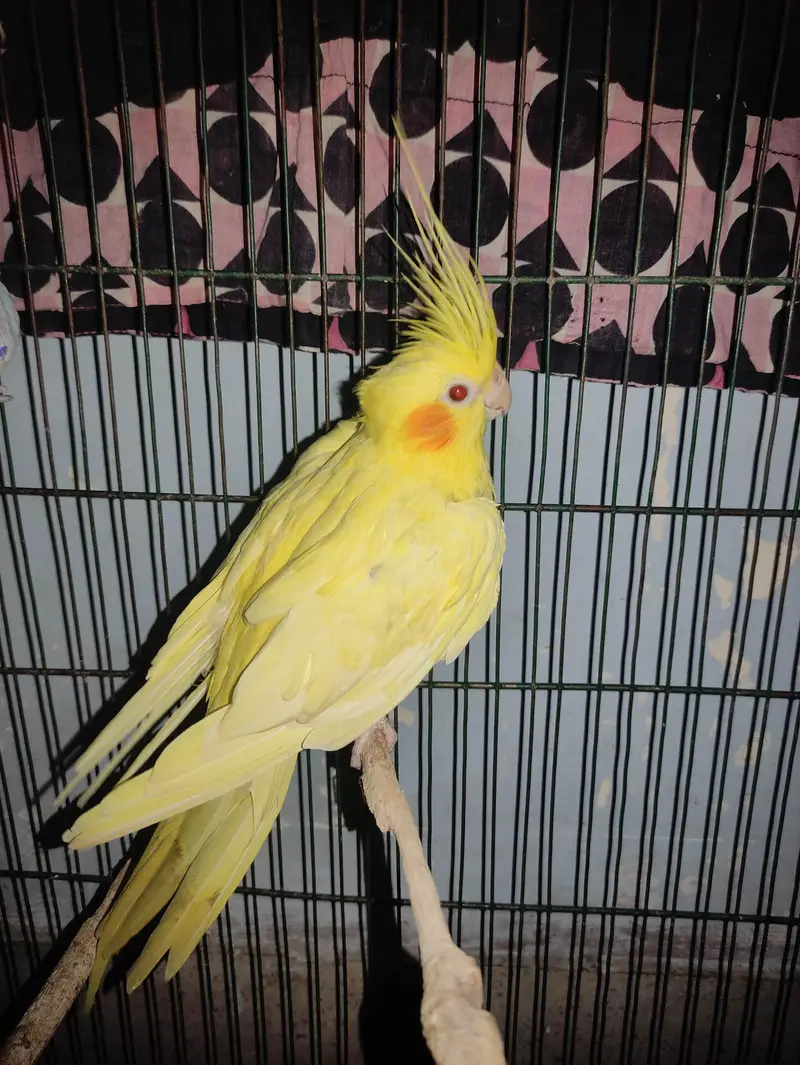 Budgie White Male, Cockatiel Lutino Female Red Eye, Green parrot — photo 3