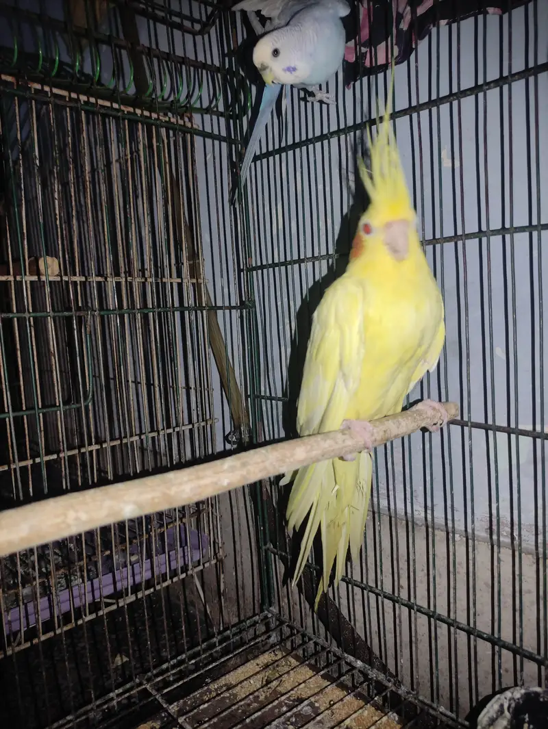 Budgie White Male, Cockatiel Lutino Female Red Eye, Green parrot — photo 5