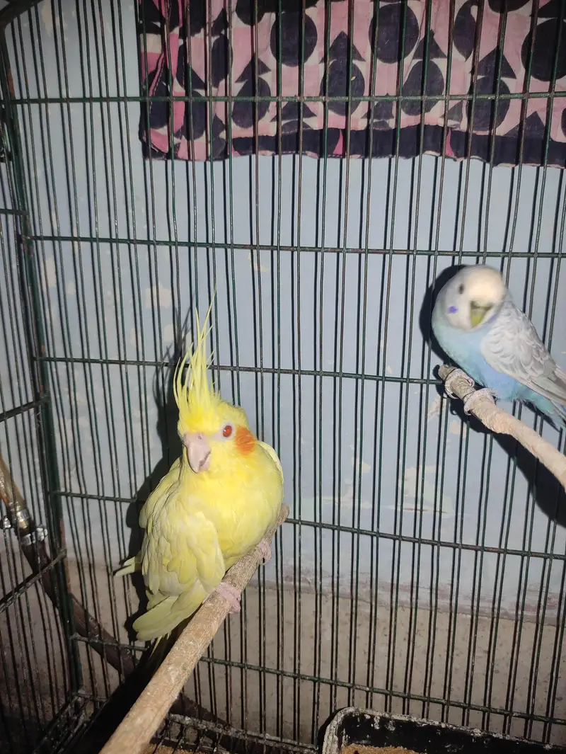 Budgie White Male, Cockatiel Lutino Female Red Eye, Green parrot — photo 6