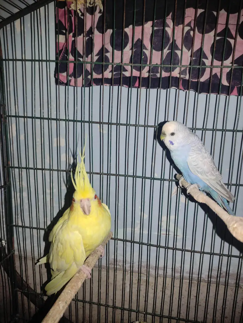 Budgie White Male, Cockatiel Lutino Female Red Eye, Green parrot — photo 7