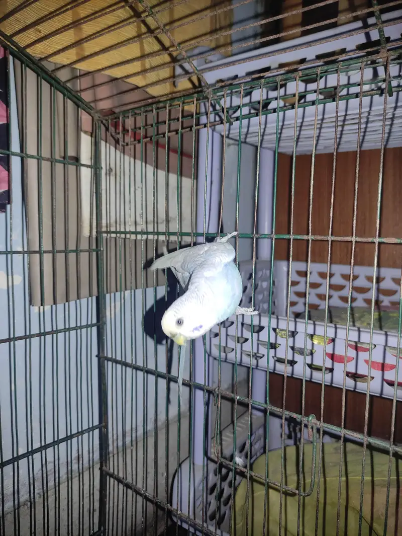 Budgie White Male, Cockatiel Lutino Female Red Eye, Green parrot — photo 8