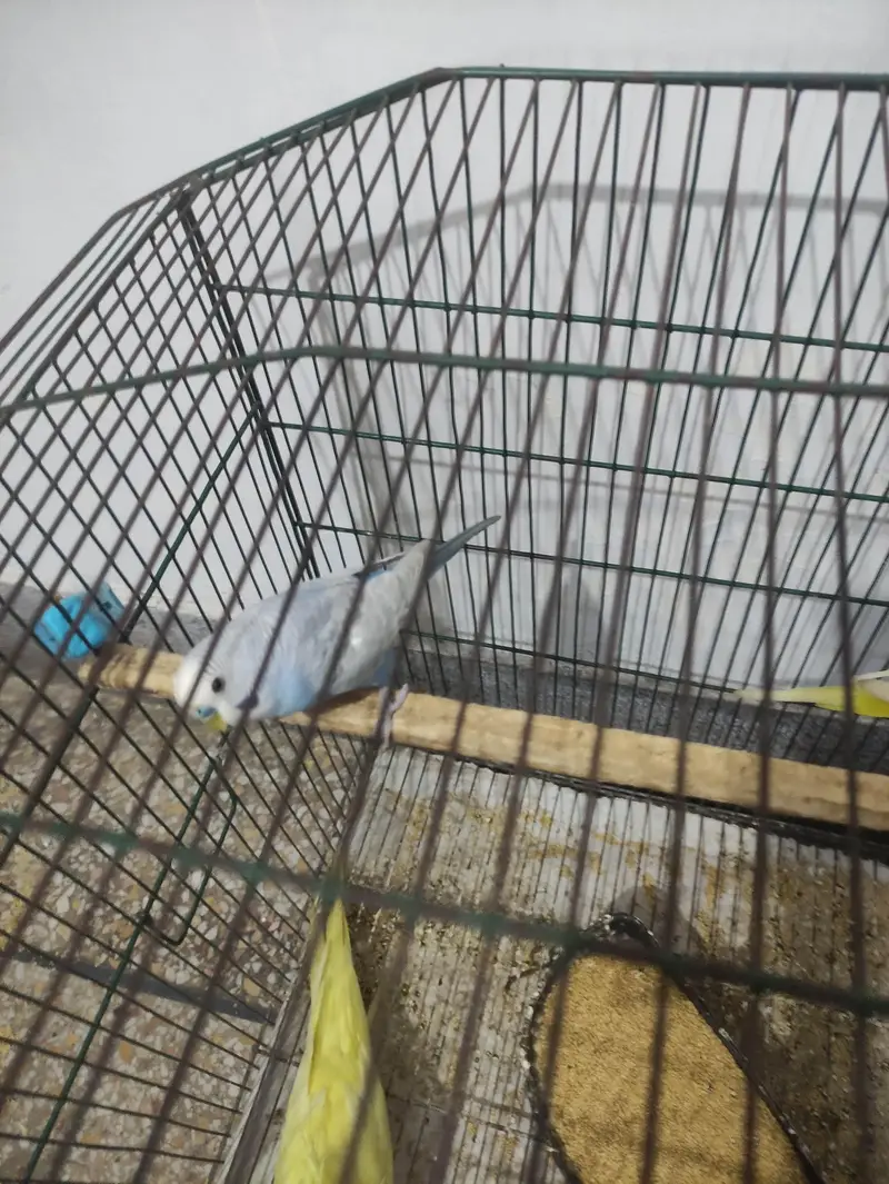 Budgie White Male, Cockatiel Lutino Female Red Eye, Green parrot — photo 10