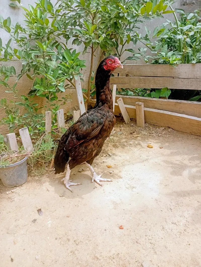 Lakhi Murgi — photo 2