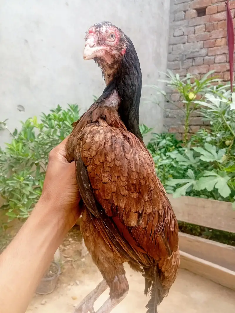 Lakhi Murgi — photo 6
