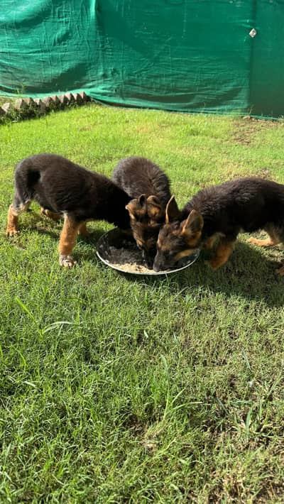 German shepherd puppy non pedigree