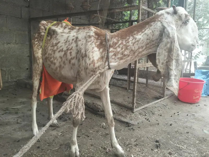 makkhi cheni bakrii for sale