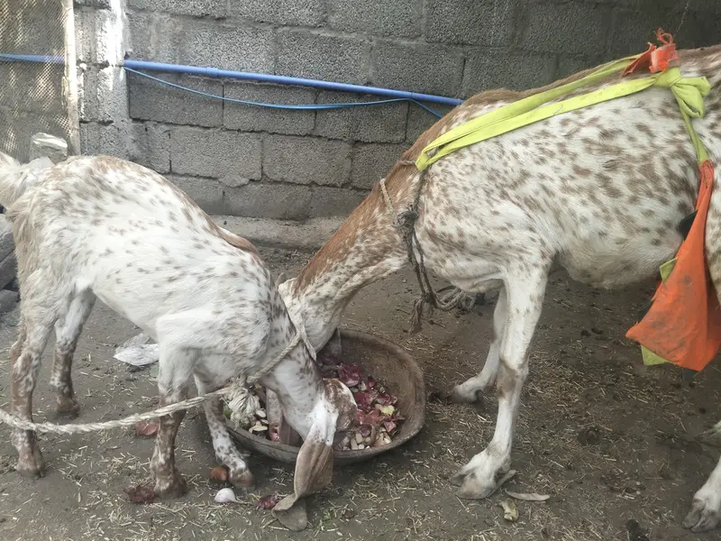 makkhi cheni bakrii for sale — photo 2