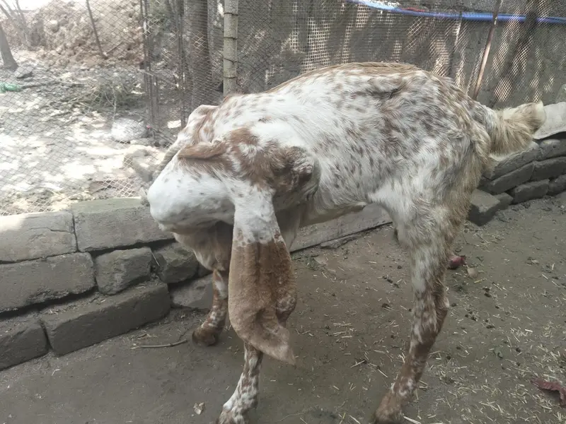 makkhi cheni bakrii for sale — photo 3