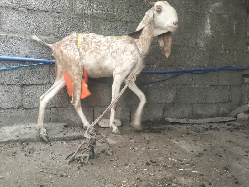 makkhi cheni bakrii for sale — photo 4