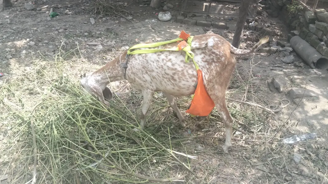 makkhi cheni bakrii for sale — photo 5
