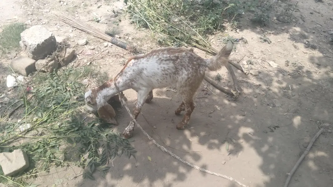 makkhi cheni bakrii for sale — photo 6