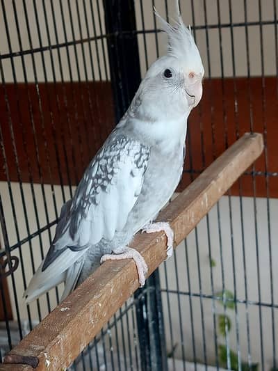 2 Cockatiels Male For Sale