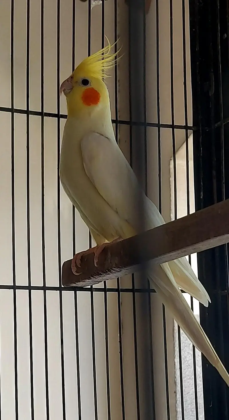 2 Cockatiels Male For Sale — photo 2