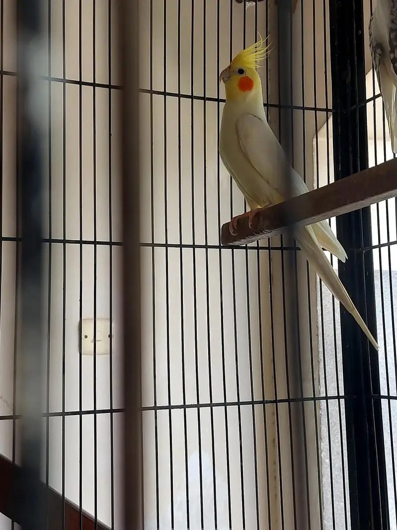 2 Cockatiels Male For Sale — photo 3