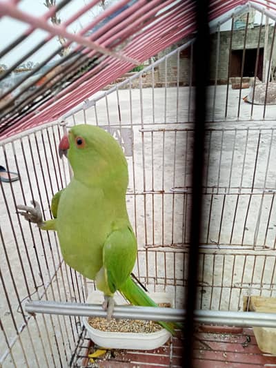 kashmiri parrot female