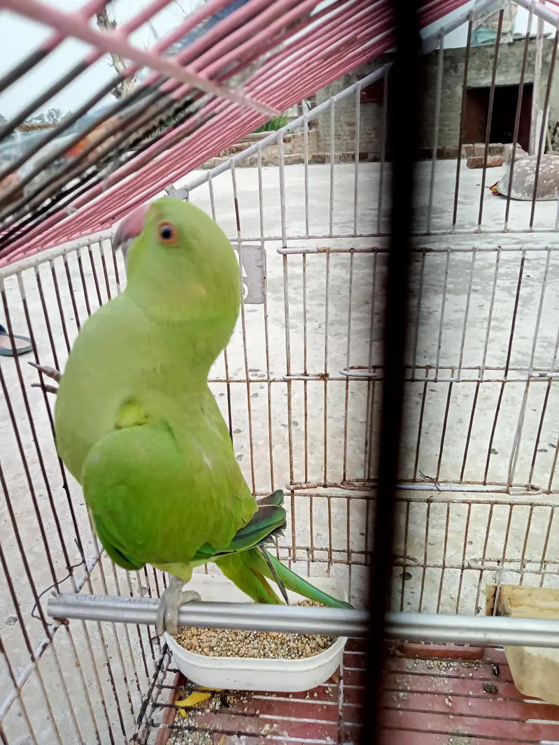 kashmiri parrot female — photo 2