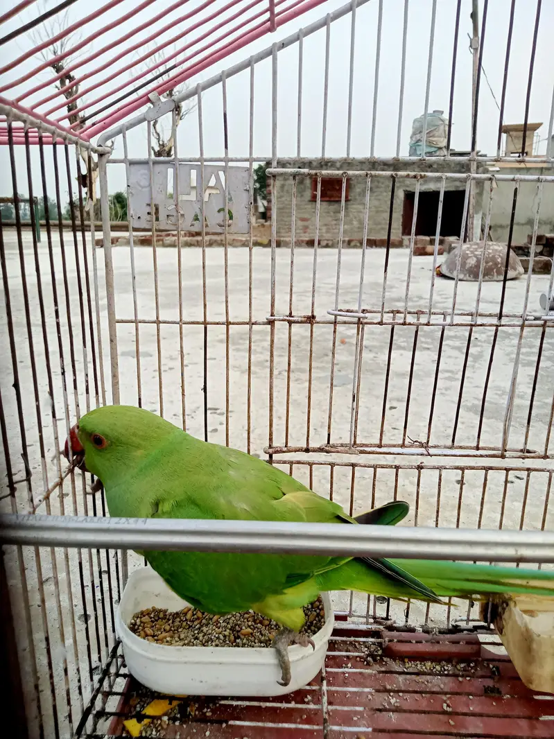 kashmiri parrot female — photo 3