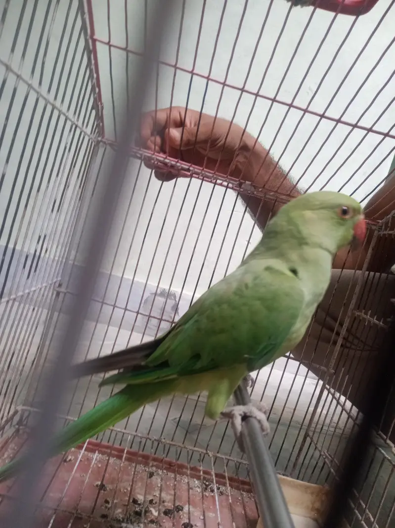 kashmiri parrot female — photo 4