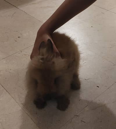 Lion Head Bunnies Pair