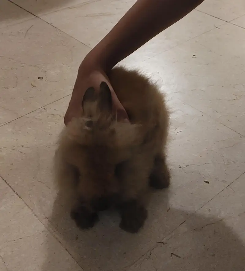 Lion Head Bunnies Pair