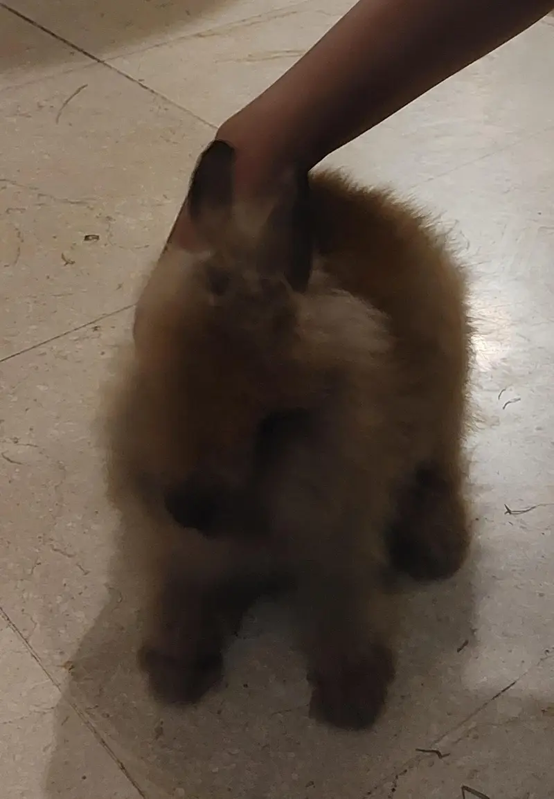 Lion Head Bunnies Pair — photo 2