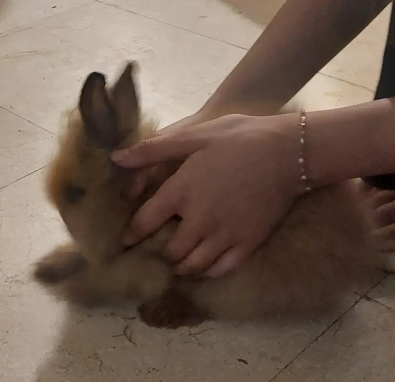 Lion Head Bunnies Pair — photo 3