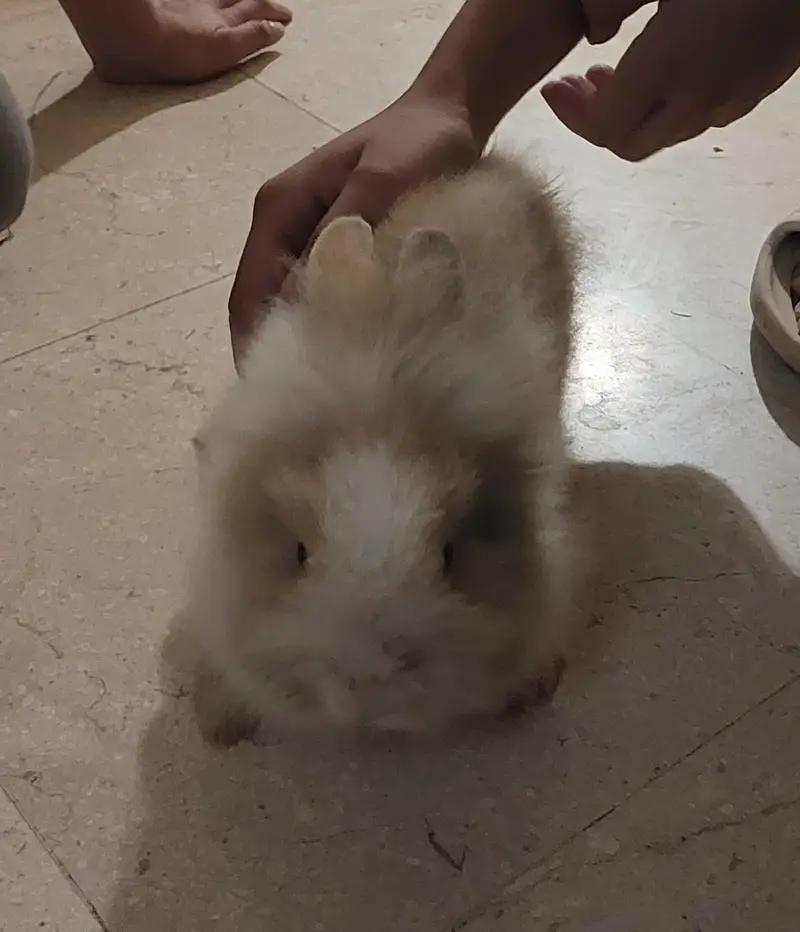 Lion Head Bunnies Pair — photo 4