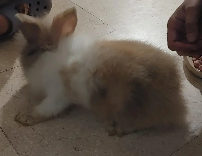 Lion Head Bunnies Pair — photo 5