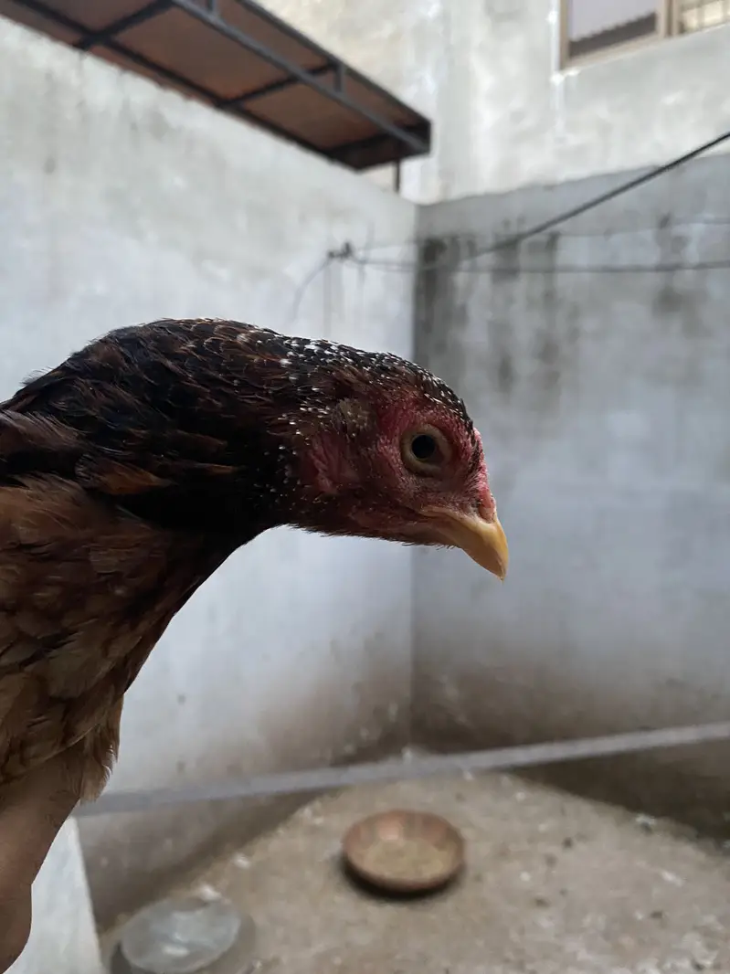 Aseel set (1 murgha and 5 murghian) — photo 4