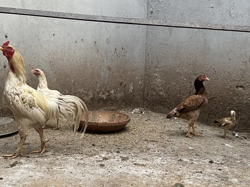 Aseel set (1 murgha and 5 murghian) — photo 5
