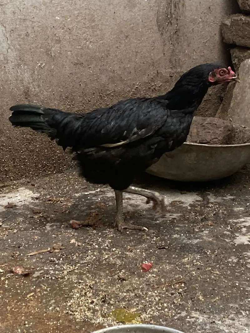 Aseel set (1 murgha and 5 murghian) — photo 9