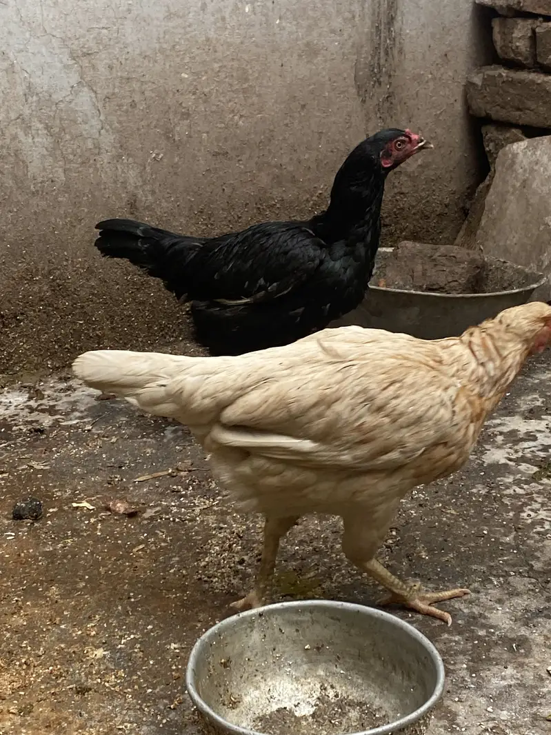 Aseel set (1 murgha and 5 murghian) — photo 10