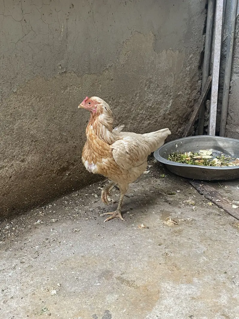 Aseel set (1 murgha and 5 murghian) — photo 12