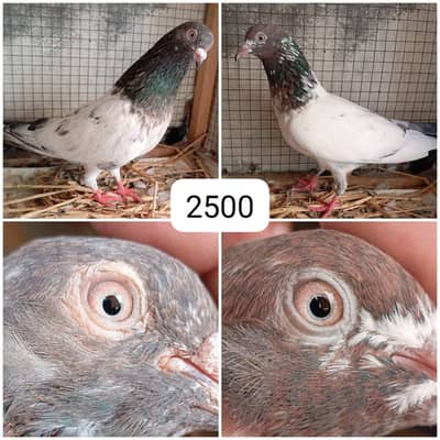 high flyer pigeon
