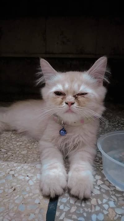 Persian cat