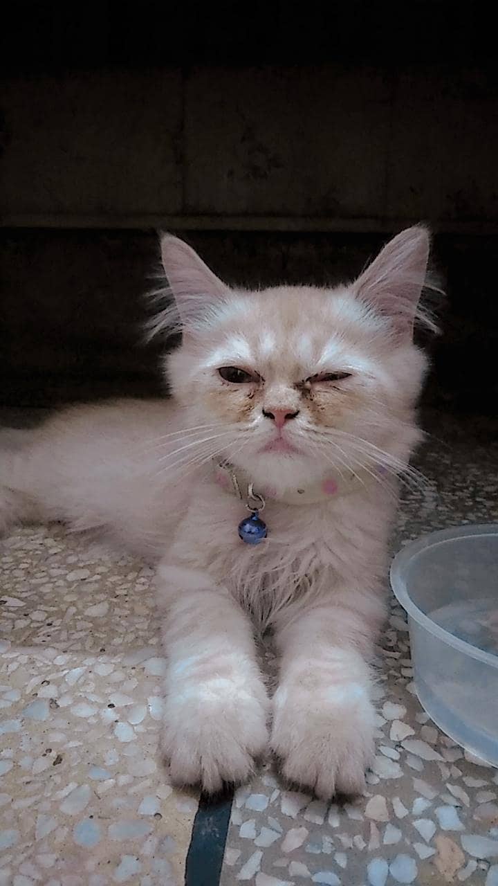 Persian cat 0