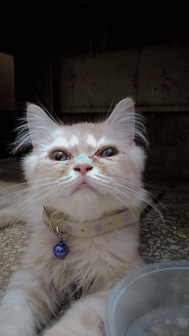 Persian cat 1