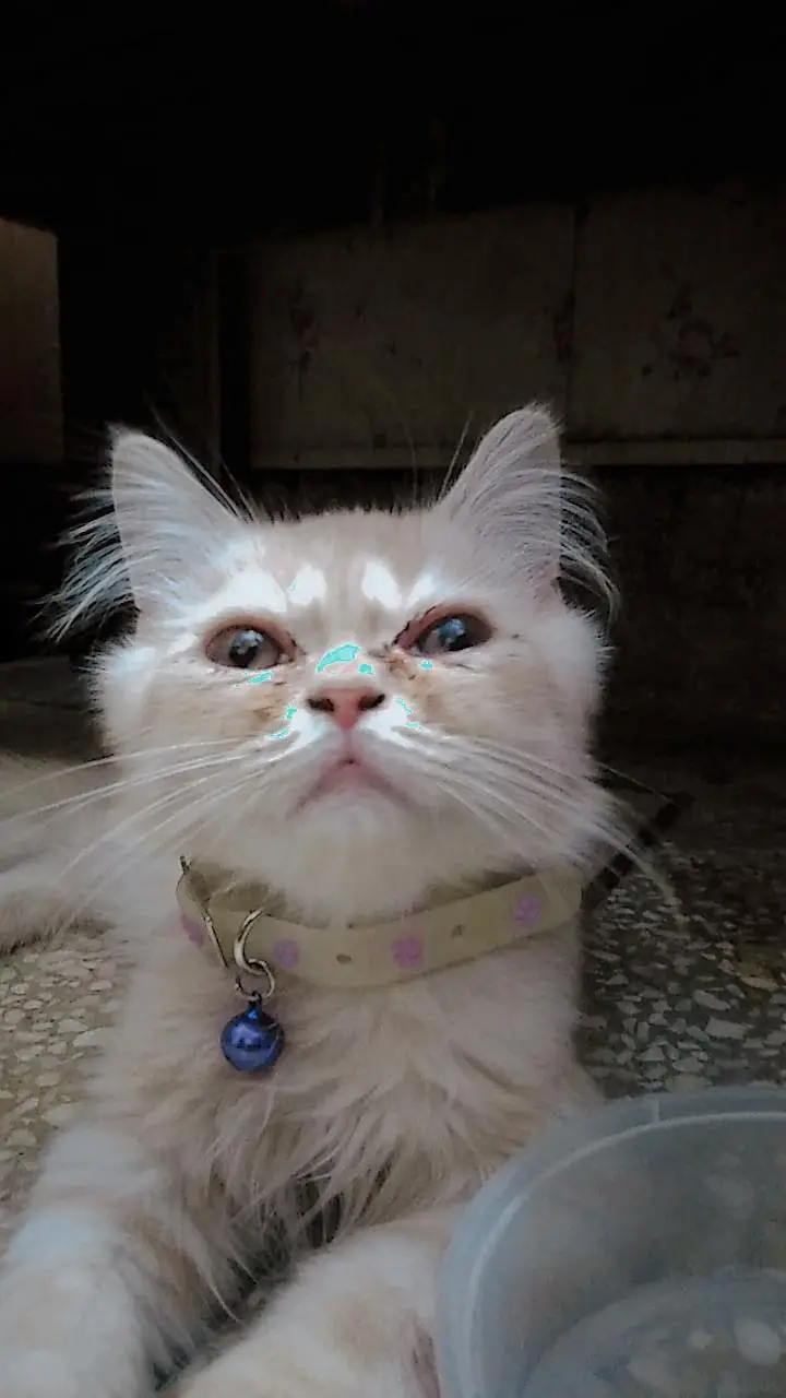 Persian cat — photo 2