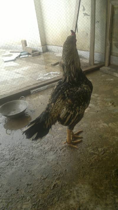 aseel for sale