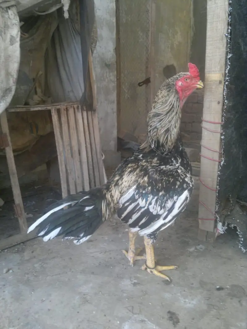 aseel for sale — photo 2